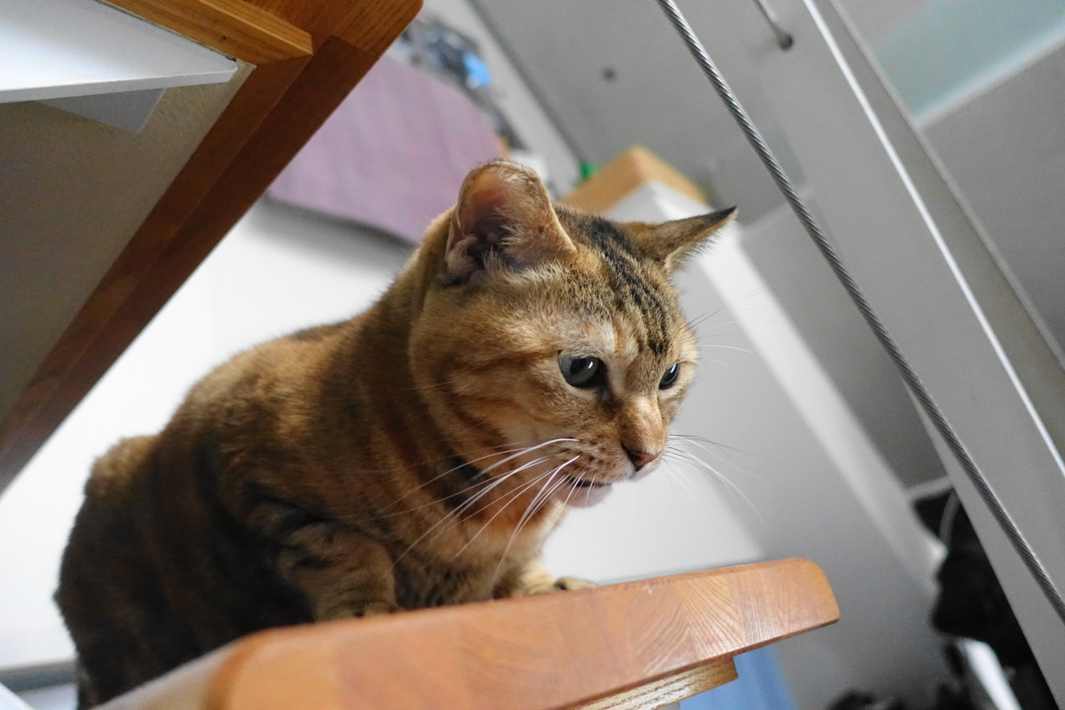 f:id:shigeo-t:20191119084428j:plain