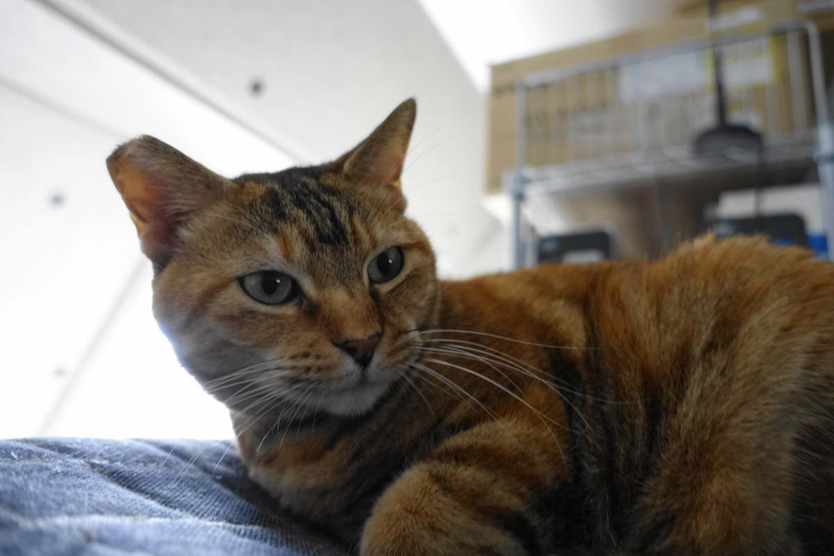 f:id:shigeo-t:20191119084807j:plain
