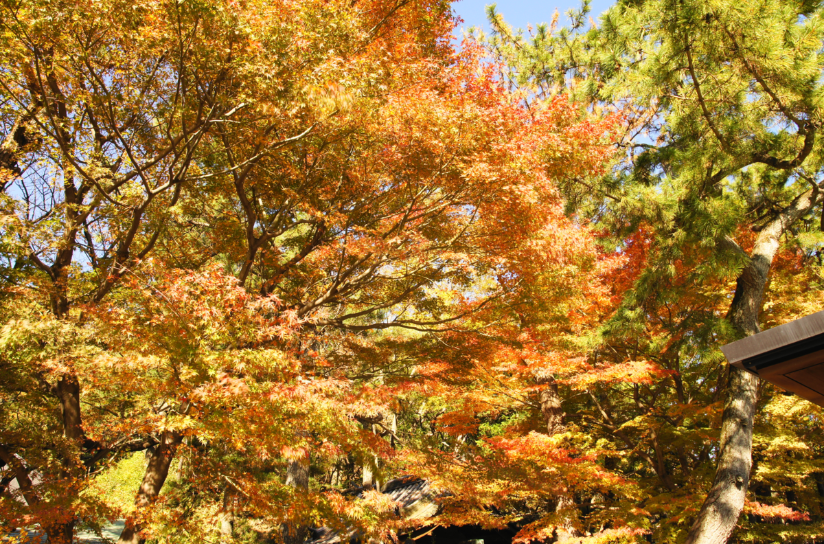 f:id:shigeo-t:20191130142034p:plain f:id:shigeo-t:20191130142034p:plain
