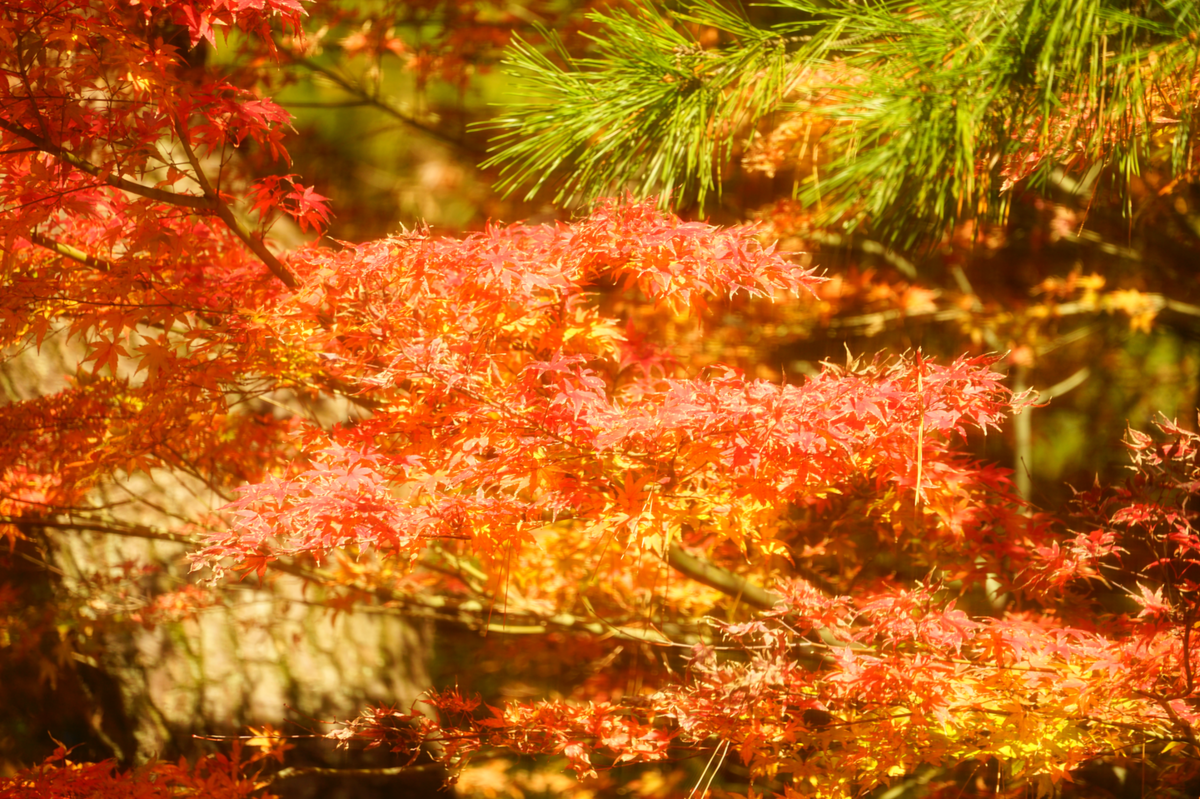 f:id:shigeo-t:20191130142306p:plain f:id:shigeo-t:20191130142306p:plain