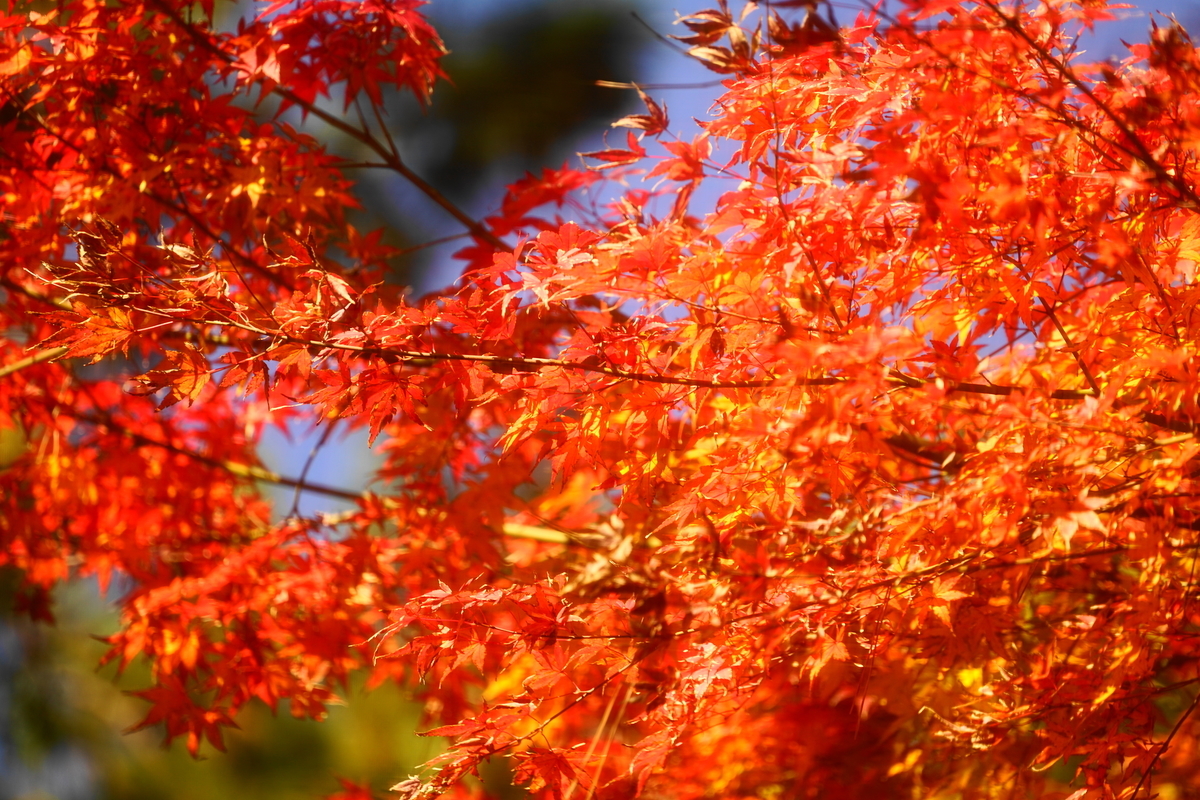 f:id:shigeo-t:20191130142534j:plain f:id:shigeo-t:20191130142534j:plain