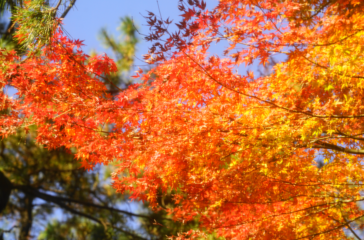 f:id:shigeo-t:20191130142621p:plain f:id:shigeo-t:20191130142621p:plain