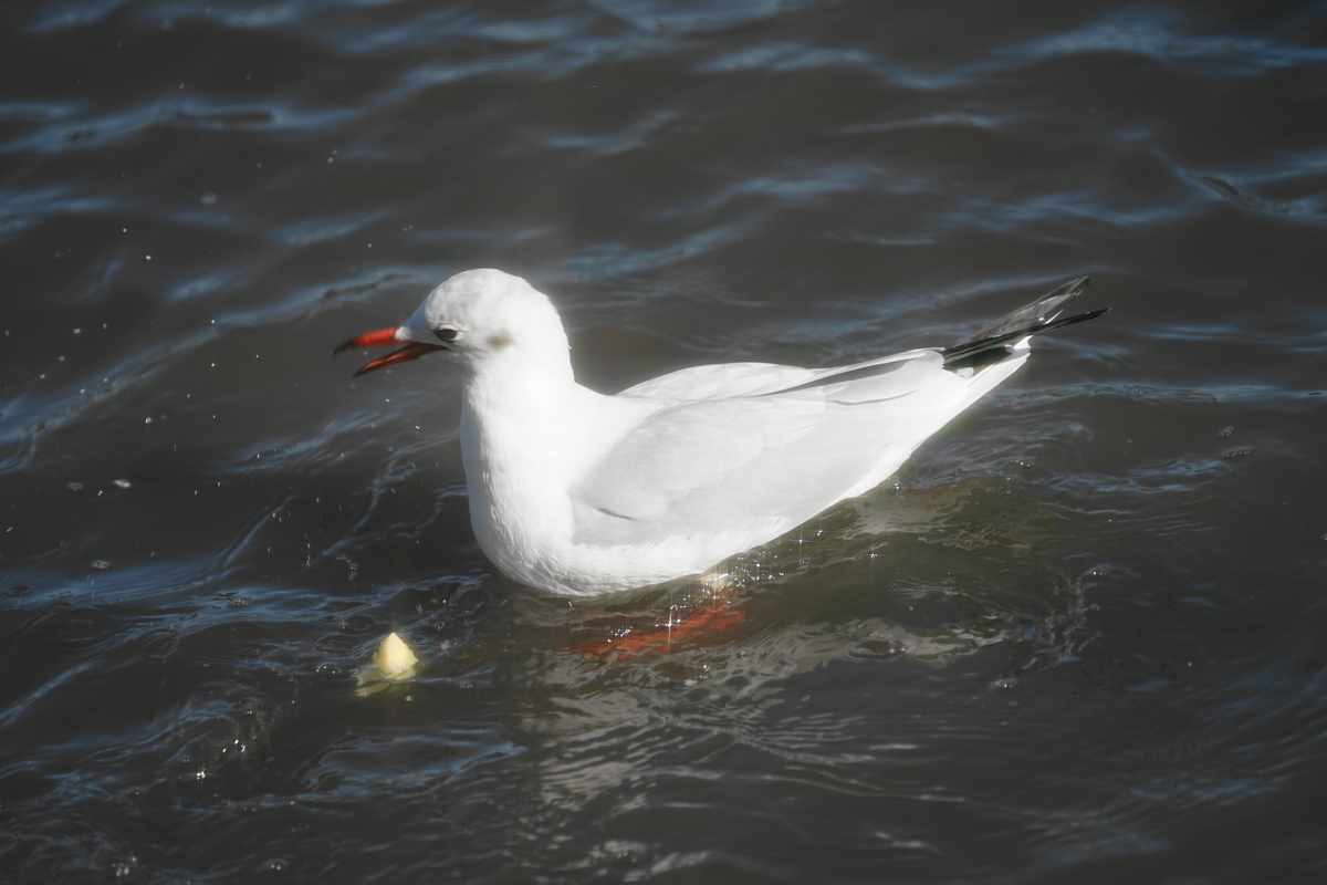 f:id:shigeo-t:20191130143205j:plain f:id:shigeo-t:20191130143205j:plain