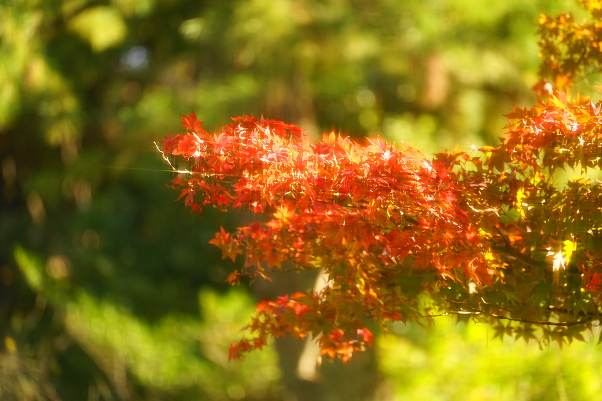 f:id:shigeo-t:20191130143423j:plain f:id:shigeo-t:20191130143423j:plain
