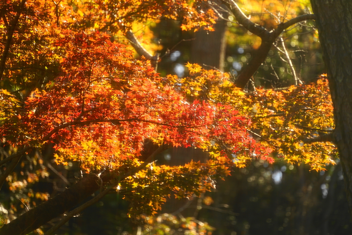 f:id:shigeo-t:20191130143438j:plain f:id:shigeo-t:20191130143438j:plain