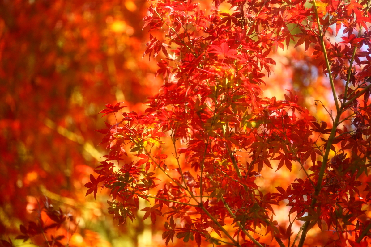 f:id:shigeo-t:20191130143552j:plain f:id:shigeo-t:20191130143552j:plain