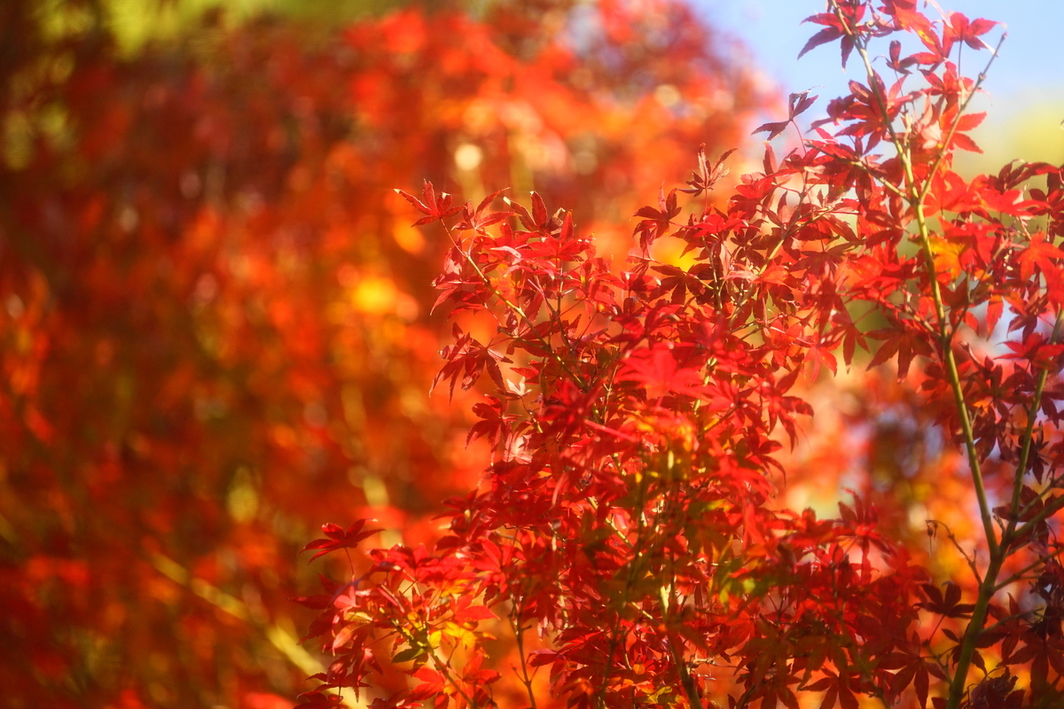 f:id:shigeo-t:20191130143616j:plain f:id:shigeo-t:20191130143616j:plain