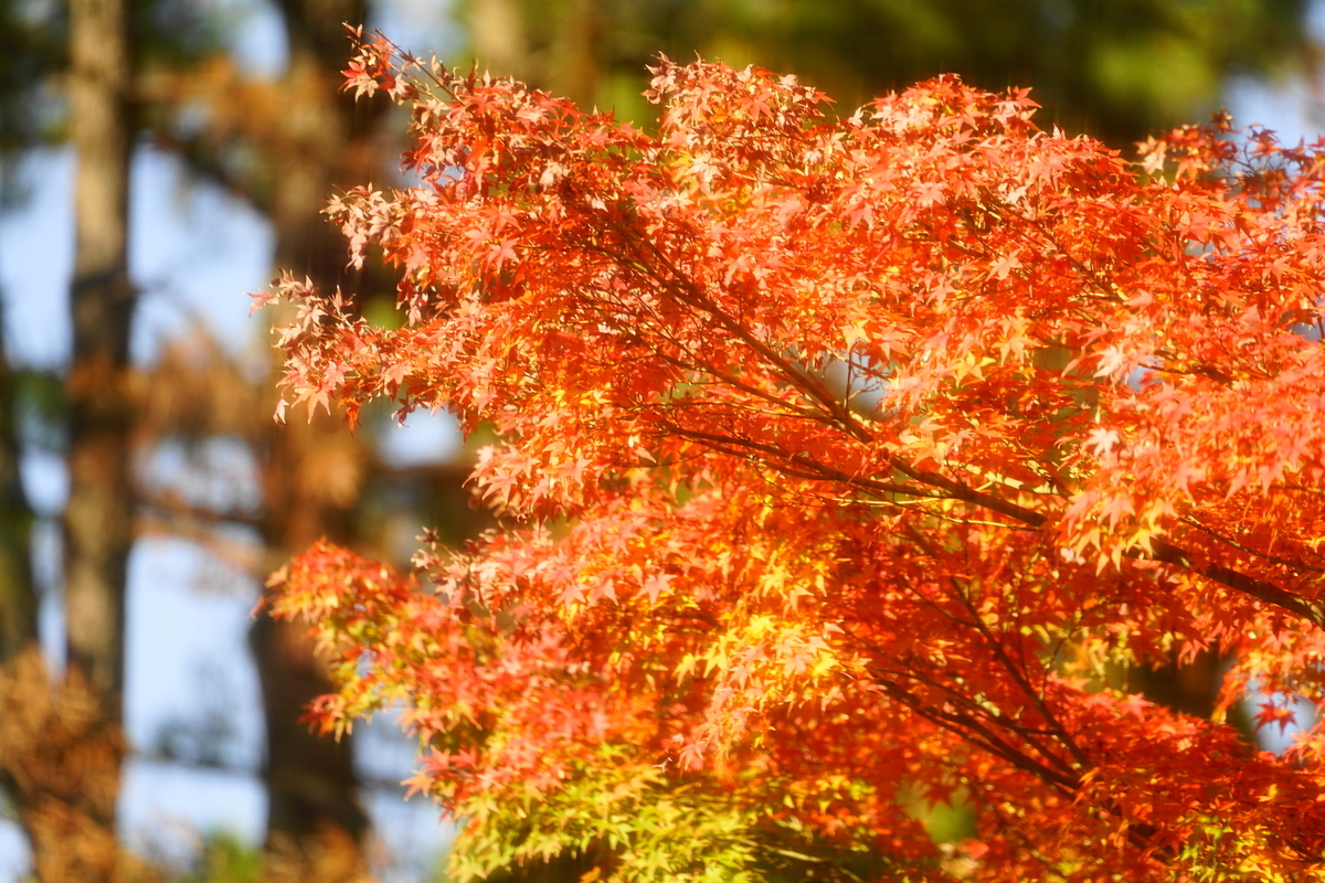 f:id:shigeo-t:20191130144540j:plain f:id:shigeo-t:20191130144540j:plain