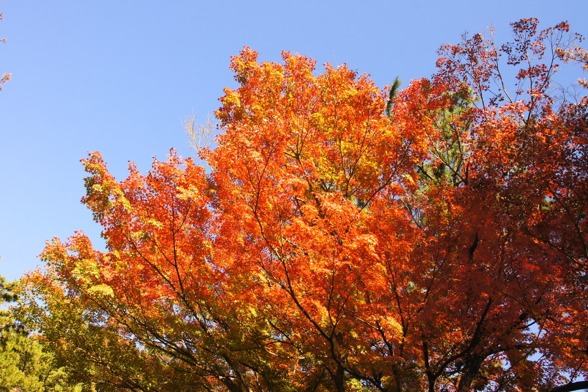 f:id:shigeo-t:20191130144639j:plain f:id:shigeo-t:20191130144639j:plain