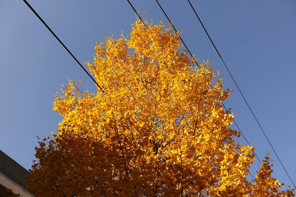 f:id:shigeo-t:20191130144731j:plain f:id:shigeo-t:20191130144731j:plain