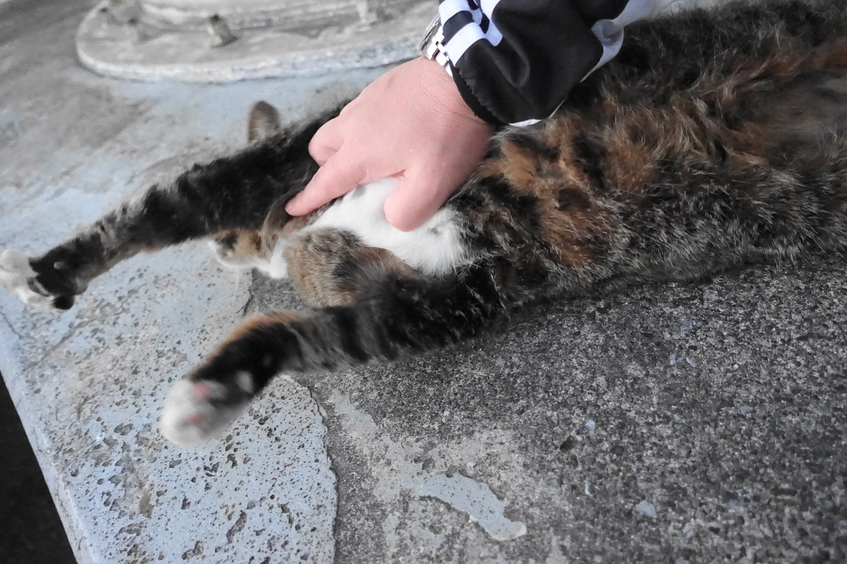 f:id:shigeo-t:20191202102704j:plain f:id:shigeo-t:20191202102704j:plain