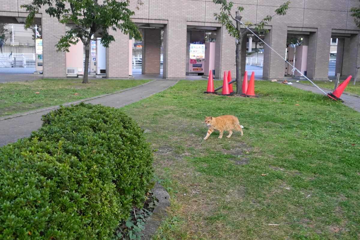 f:id:shigeo-t:20191202103048j:plain f:id:shigeo-t:20191202103048j:plain