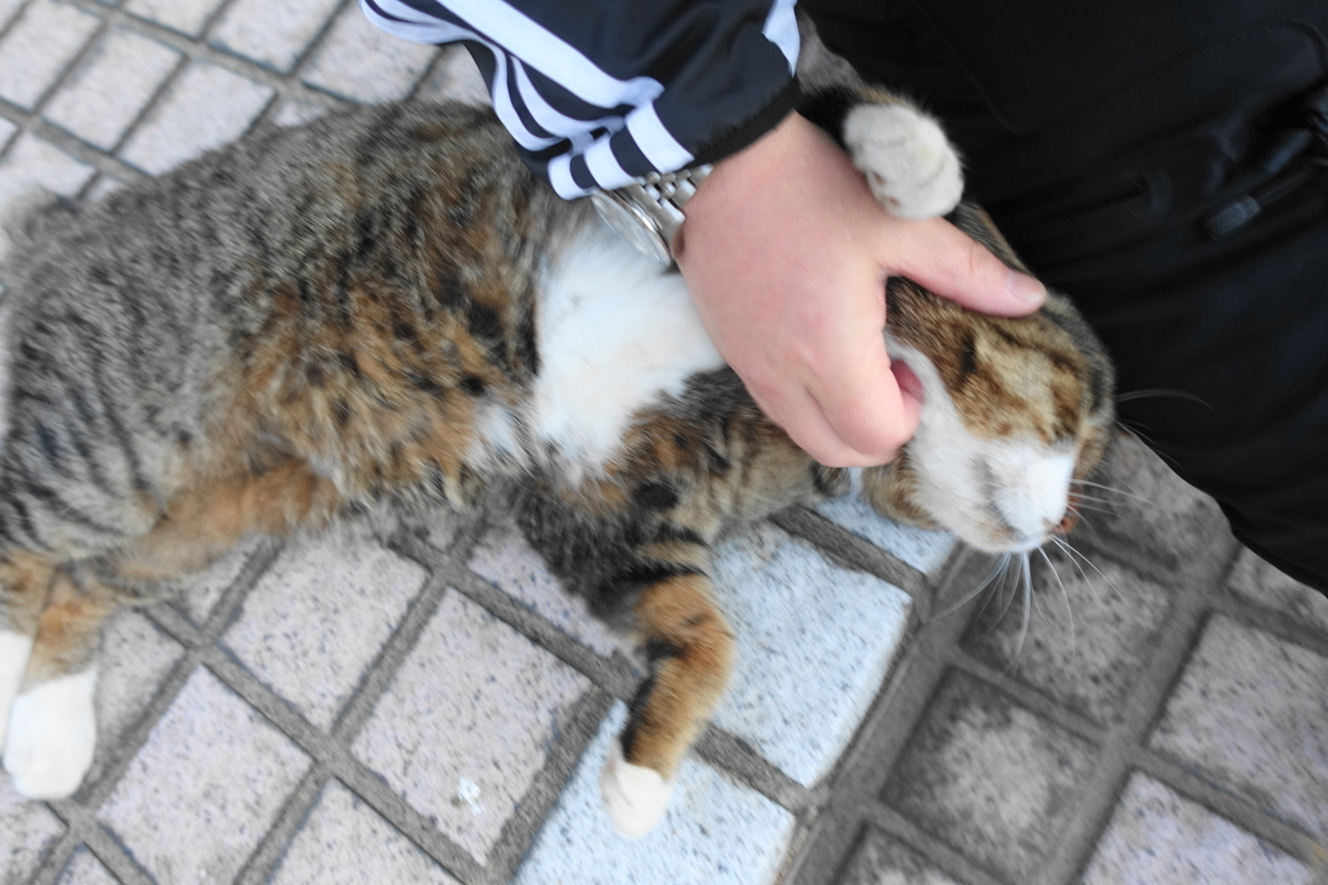 f:id:shigeo-t:20191202103751j:plain f:id:shigeo-t:20191202103751j:plain