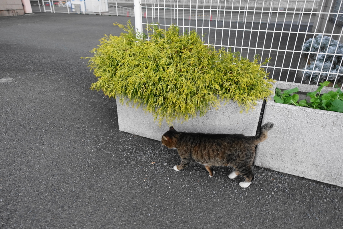 f:id:shigeo-t:20191202103809j:plain f:id:shigeo-t:20191202103809j:plain
