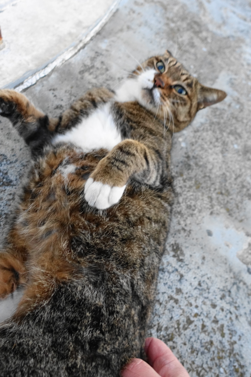 f:id:shigeo-t:20191202104500j:plain f:id:shigeo-t:20191202104500j:plain