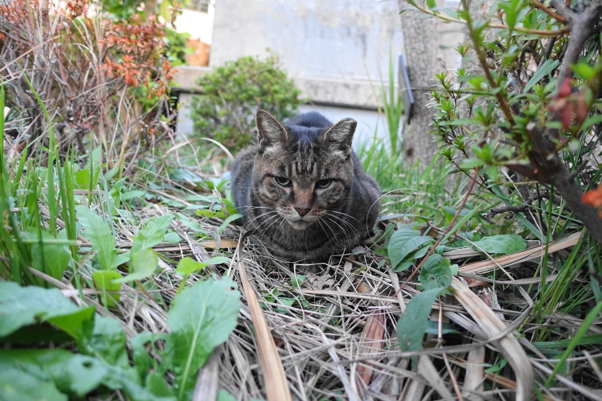 f:id:shigeo-t:20191202104610j:plain f:id:shigeo-t:20191202104610j:plain