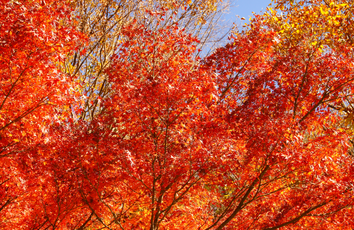 f:id:shigeo-t:20191204142505p:plain