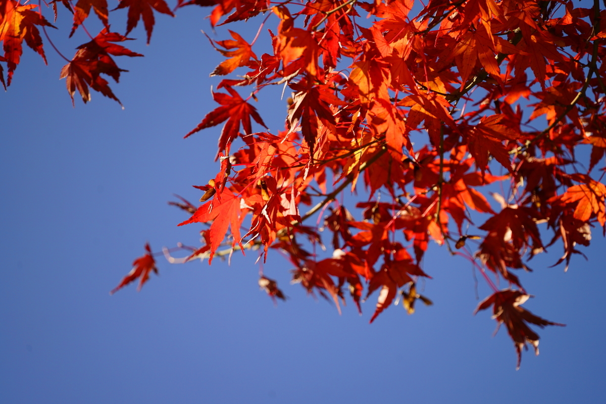 f:id:shigeo-t:20191204142856j:plain