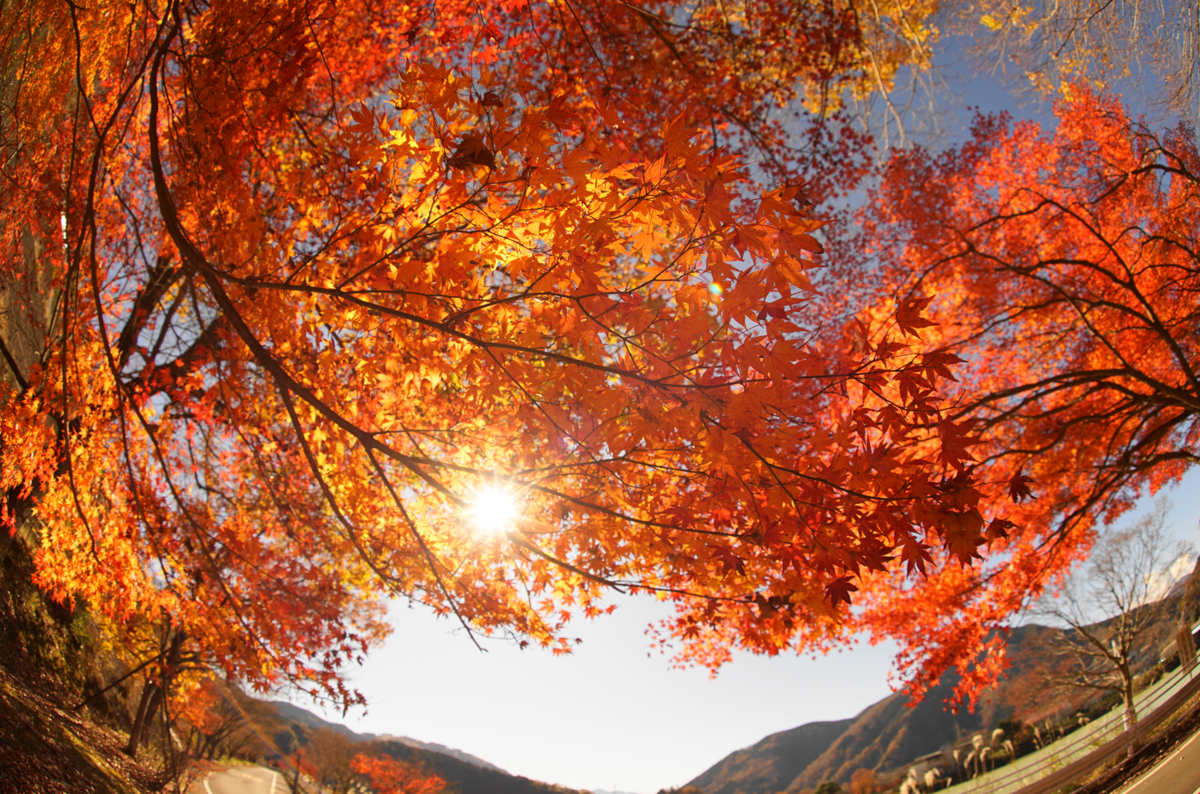 f:id:shigeo-t:20191204143101p:plain