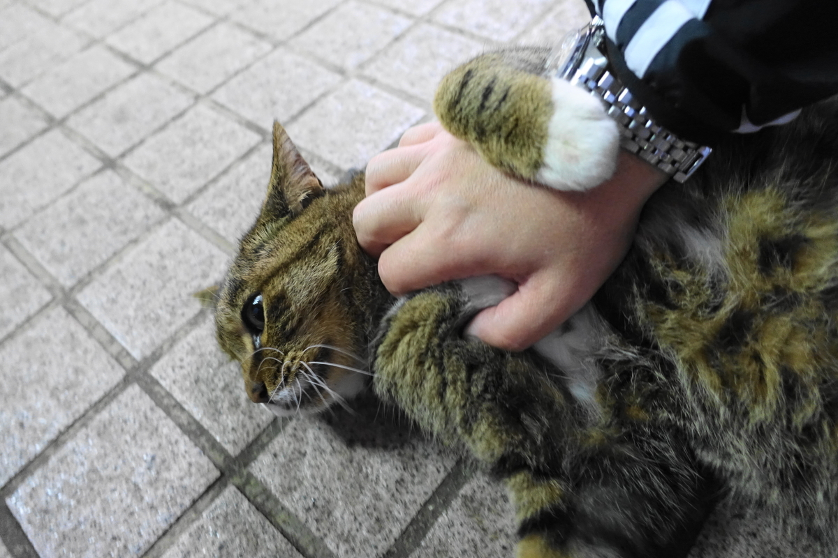 f:id:shigeo-t:20191208094343j:plain f:id:shigeo-t:20191208094343j:plain