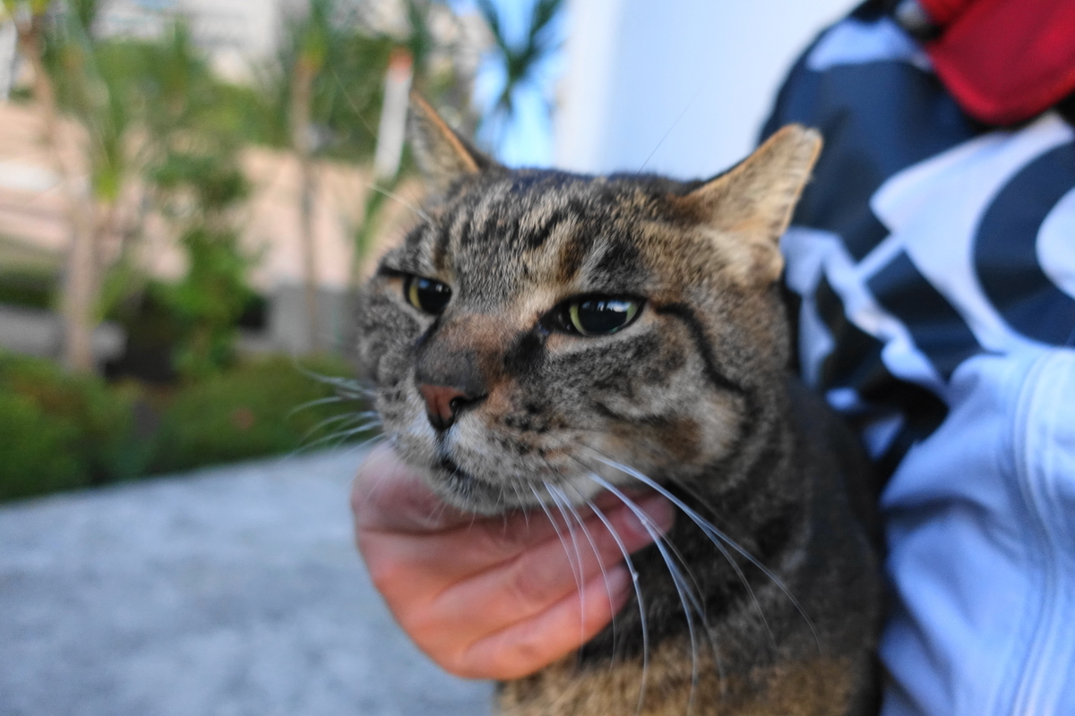 f:id:shigeo-t:20191208095552j:plain f:id:shigeo-t:20191208095552j:plain