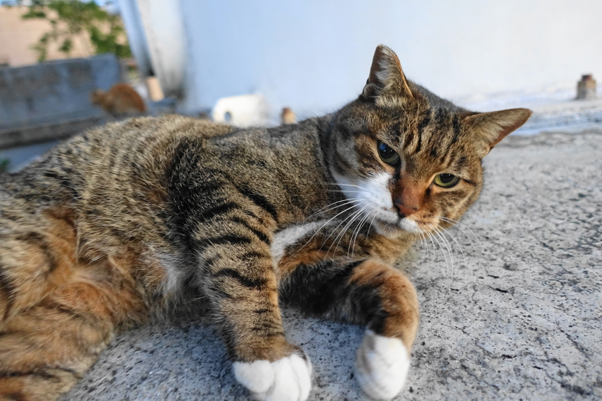 f:id:shigeo-t:20191208100846j:plain f:id:shigeo-t:20191208100846j:plain