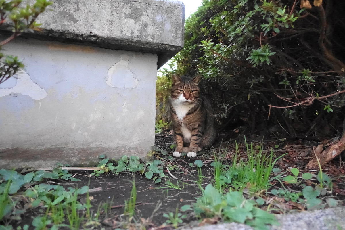f:id:shigeo-t:20191208101513j:plain f:id:shigeo-t:20191208101513j:plain