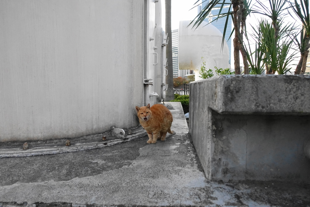f:id:shigeo-t:20191208101537j:plain f:id:shigeo-t:20191208101537j:plain