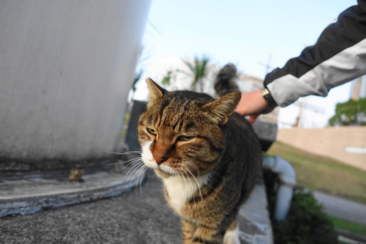 f:id:shigeo-t:20191208101635j:plain f:id:shigeo-t:20191208101635j:plain