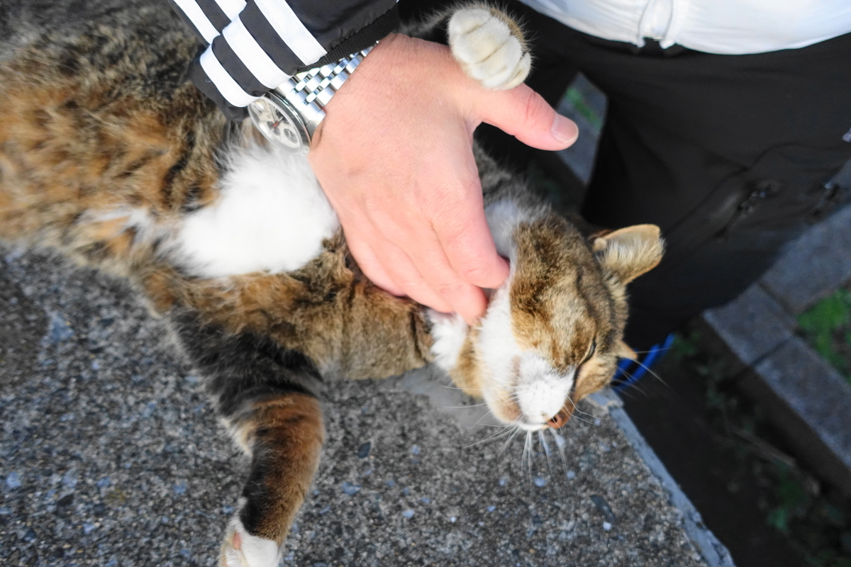 f:id:shigeo-t:20191208101730j:plain f:id:shigeo-t:20191208101730j:plain