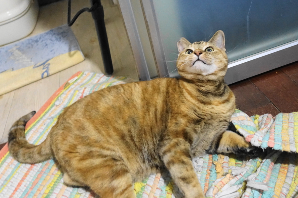 f:id:shigeo-t:20191210091734j:plain