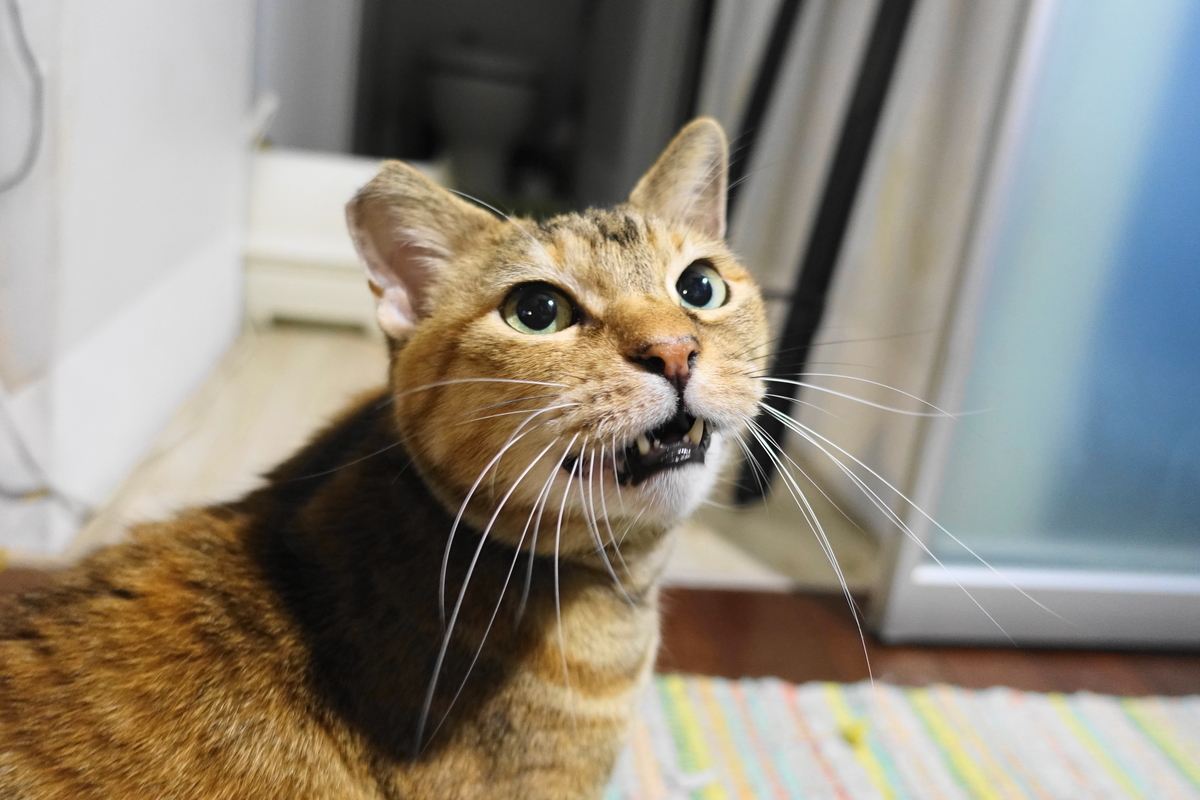f:id:shigeo-t:20191210091835j:plain