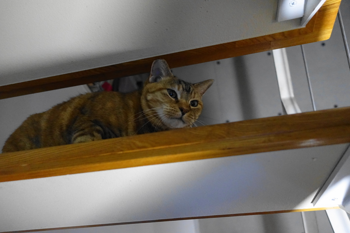 f:id:shigeo-t:20191212121430j:plain