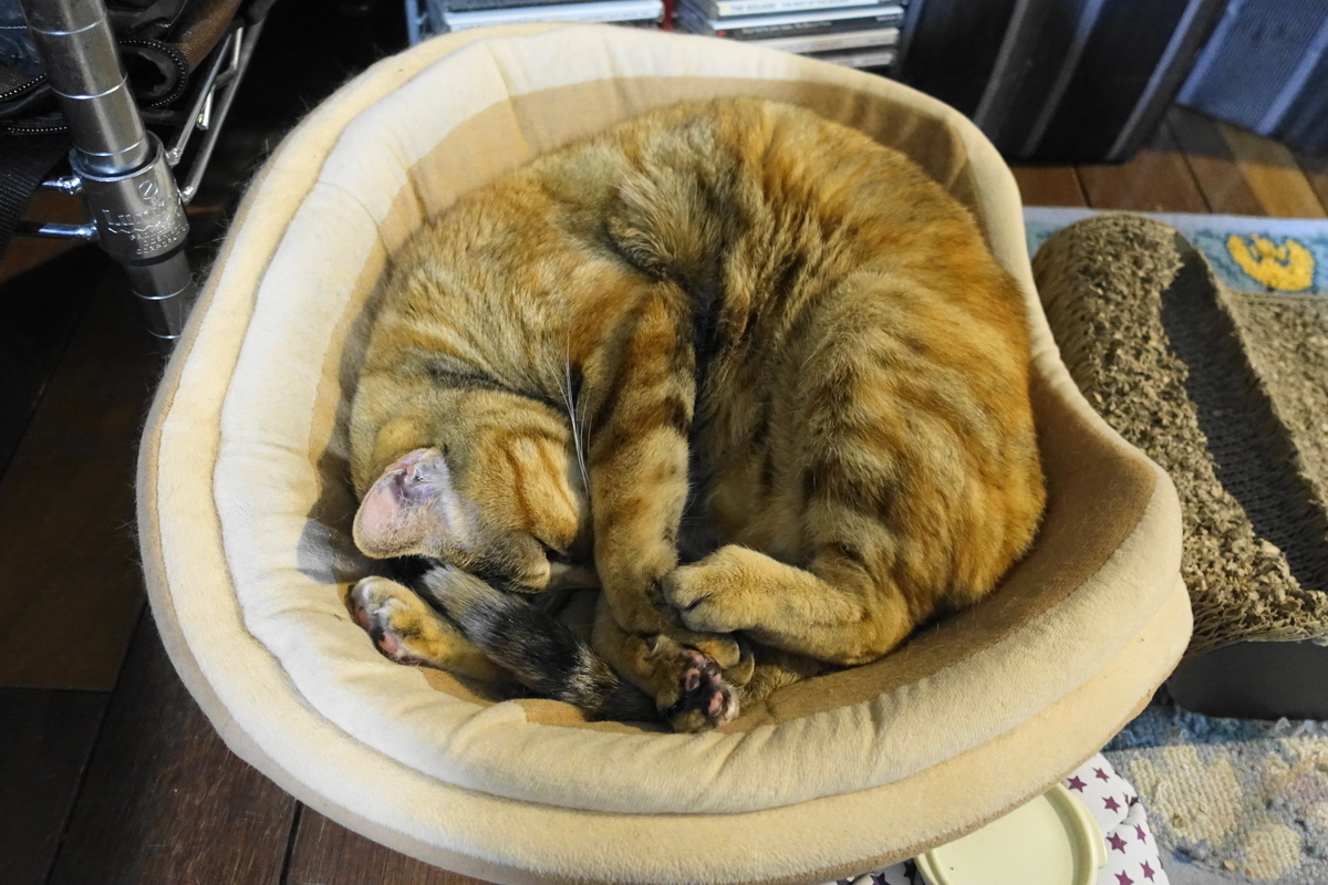 f:id:shigeo-t:20191212122147j:plain
