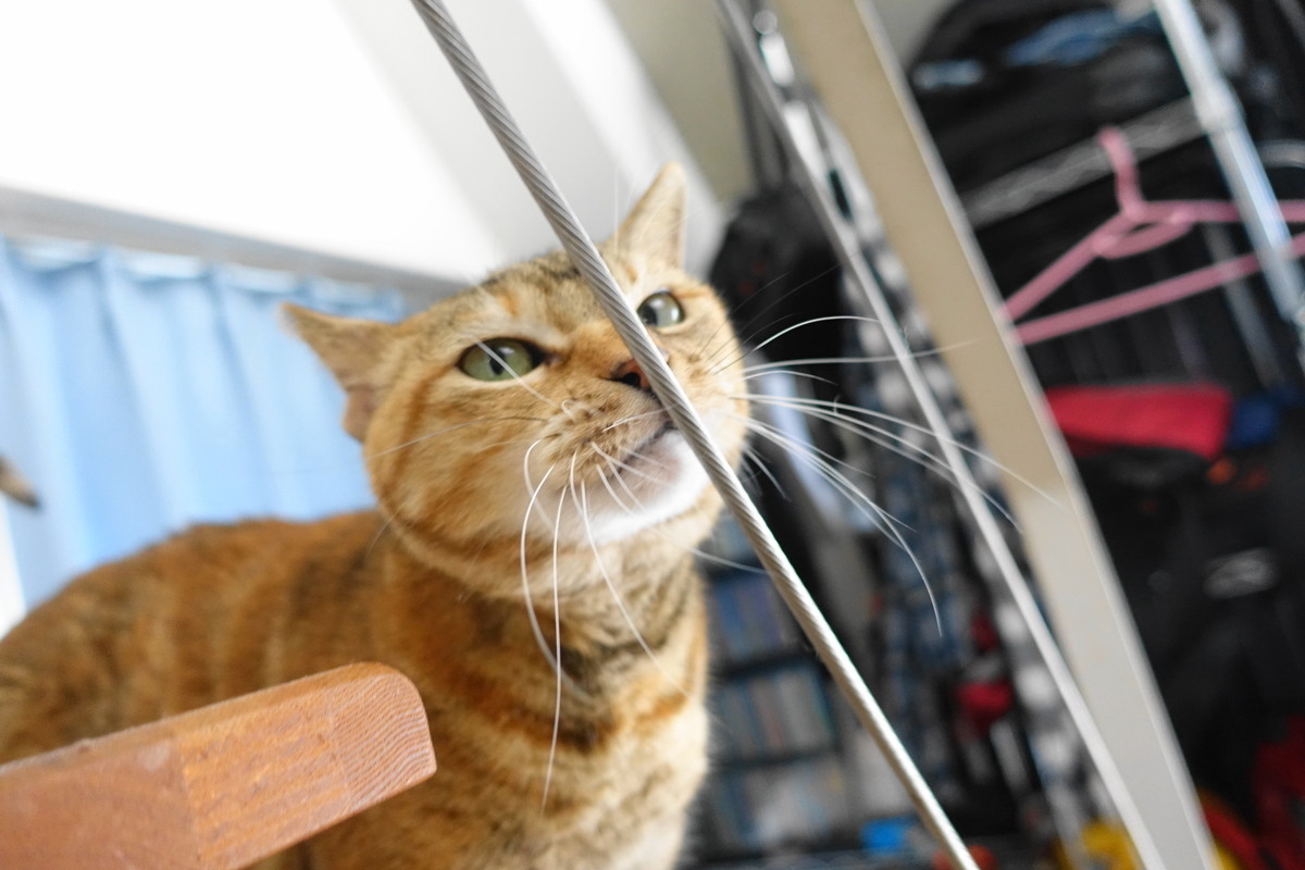 f:id:shigeo-t:20191212122339j:plain