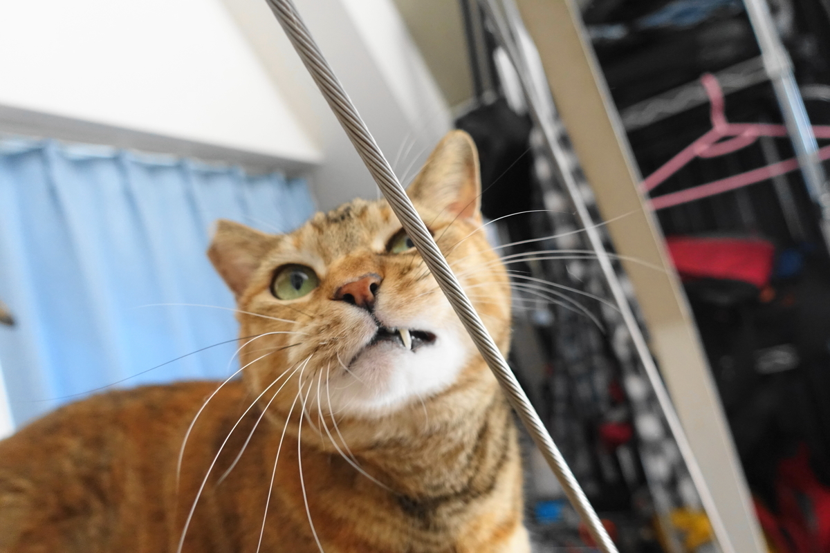 f:id:shigeo-t:20191212122402j:plain
