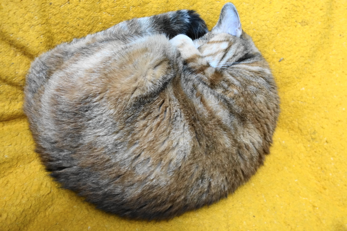 f:id:shigeo-t:20191212122739j:plain