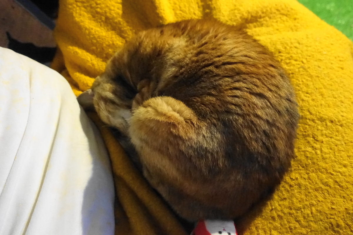 f:id:shigeo-t:20191212122804j:plain