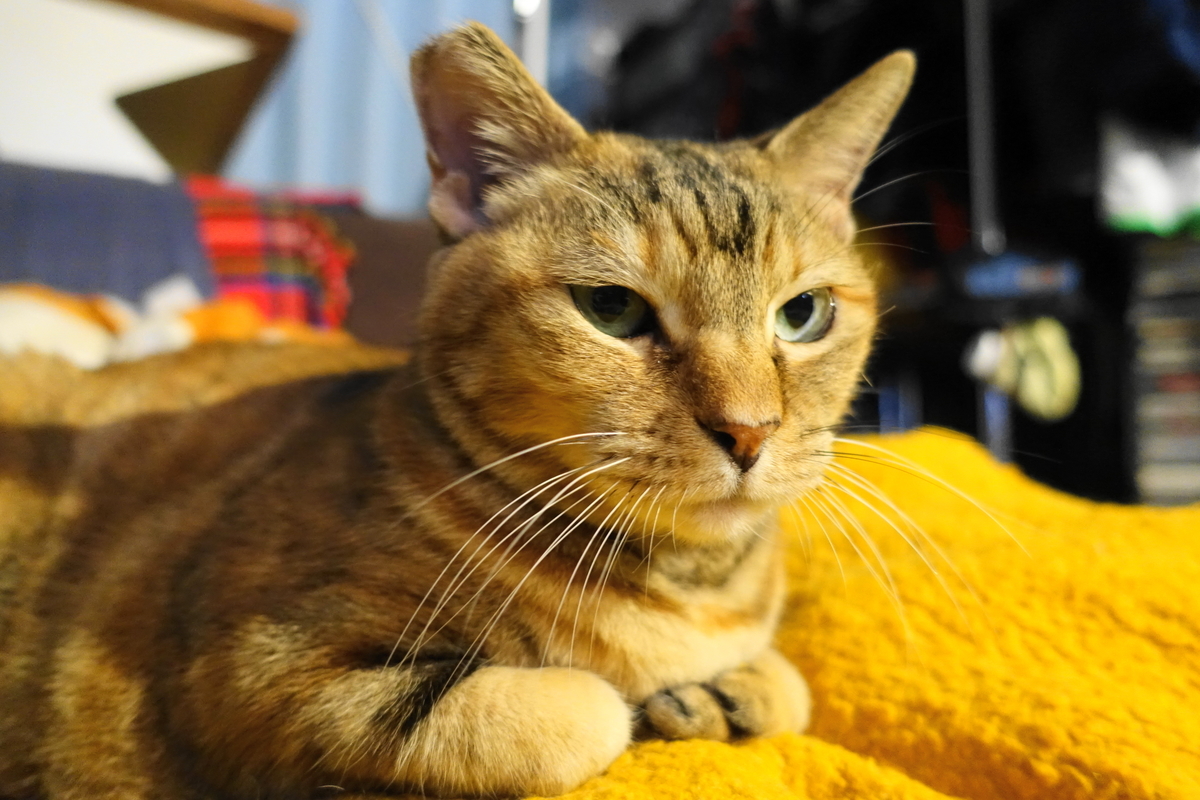 f:id:shigeo-t:20191212123626j:plain