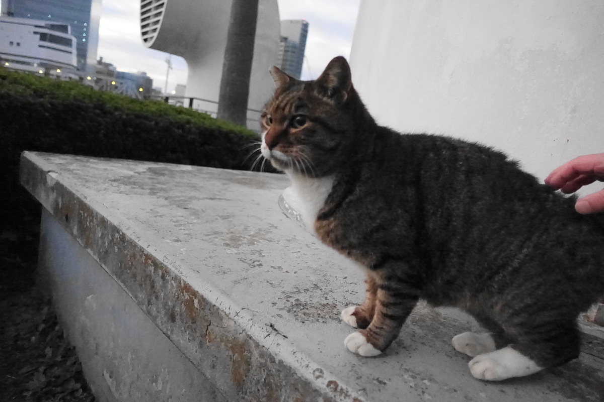 f:id:shigeo-t:20191215095108j:plain