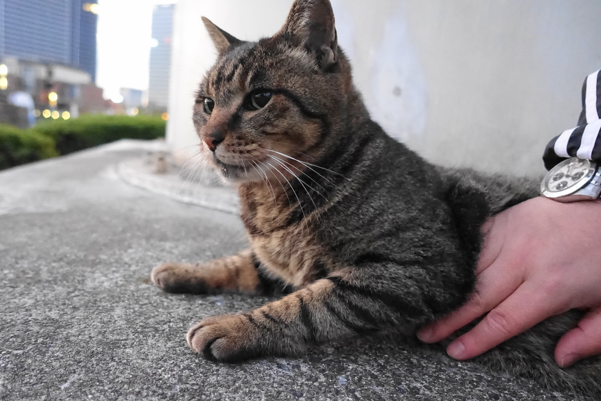 f:id:shigeo-t:20191215095142j:plain