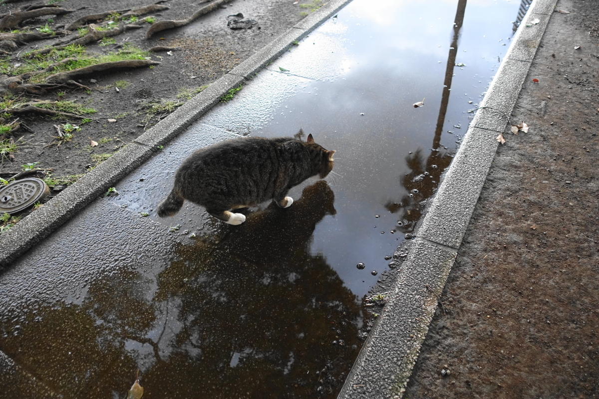 f:id:shigeo-t:20191215101841j:plain