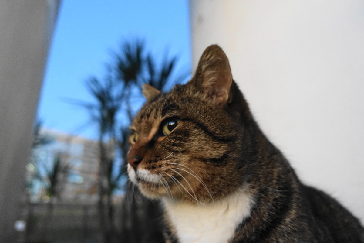 f:id:shigeo-t:20191216094805j:plain f:id:shigeo-t:20191216094805j:plain