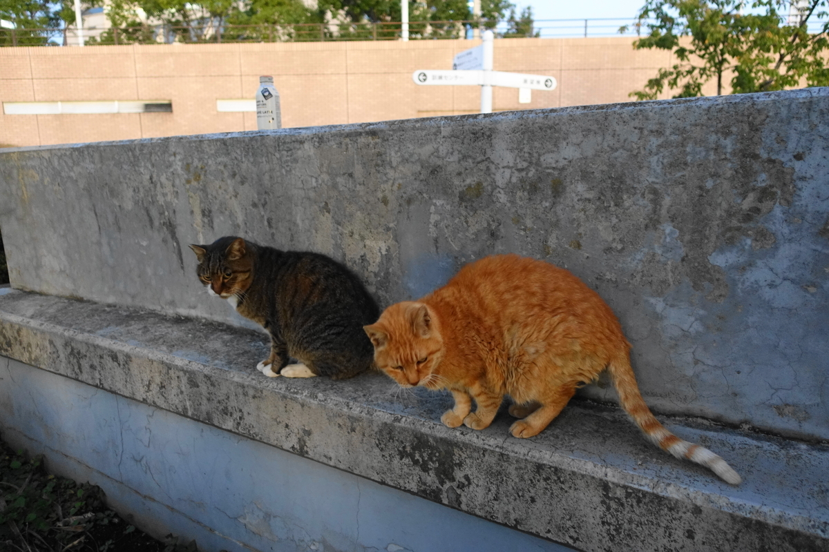 f:id:shigeo-t:20191216095220j:plain f:id:shigeo-t:20191216095220j:plain