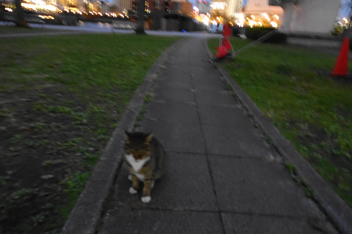 f:id:shigeo-t:20191216095856j:plain f:id:shigeo-t:20191216095856j:plain