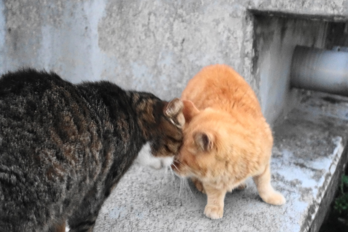 f:id:shigeo-t:20191219094759j:plain