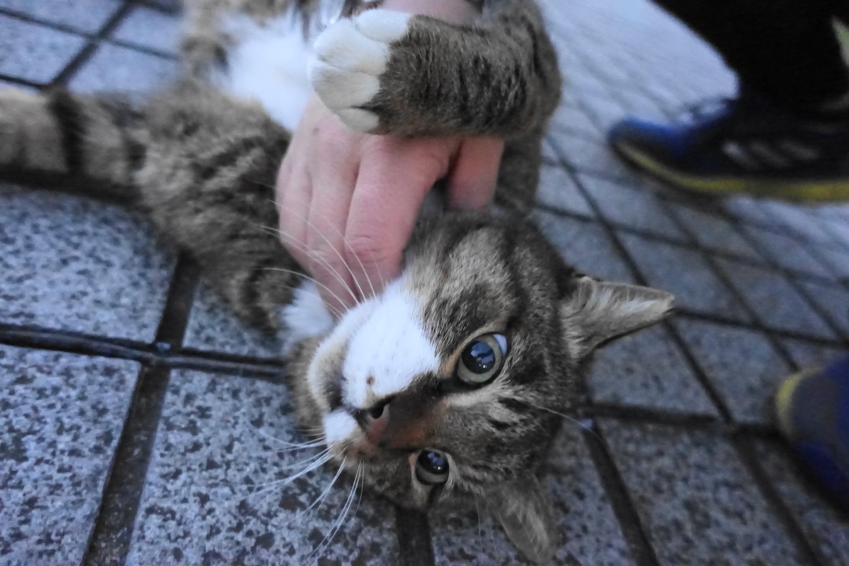f:id:shigeo-t:20191219095442j:plain