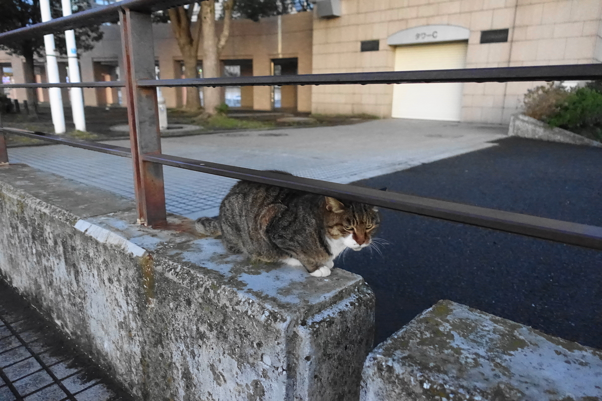 f:id:shigeo-t:20191219101042j:plain