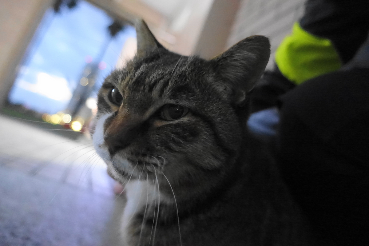 f:id:shigeo-t:20191221092819j:plain f:id:shigeo-t:20191221092819j:plain