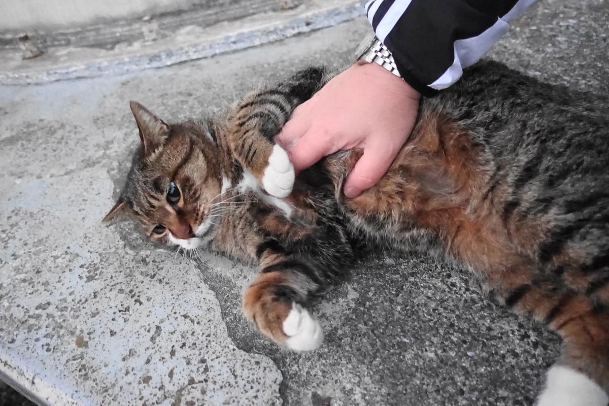 f:id:shigeo-t:20191221093641j:plain f:id:shigeo-t:20191221093641j:plain